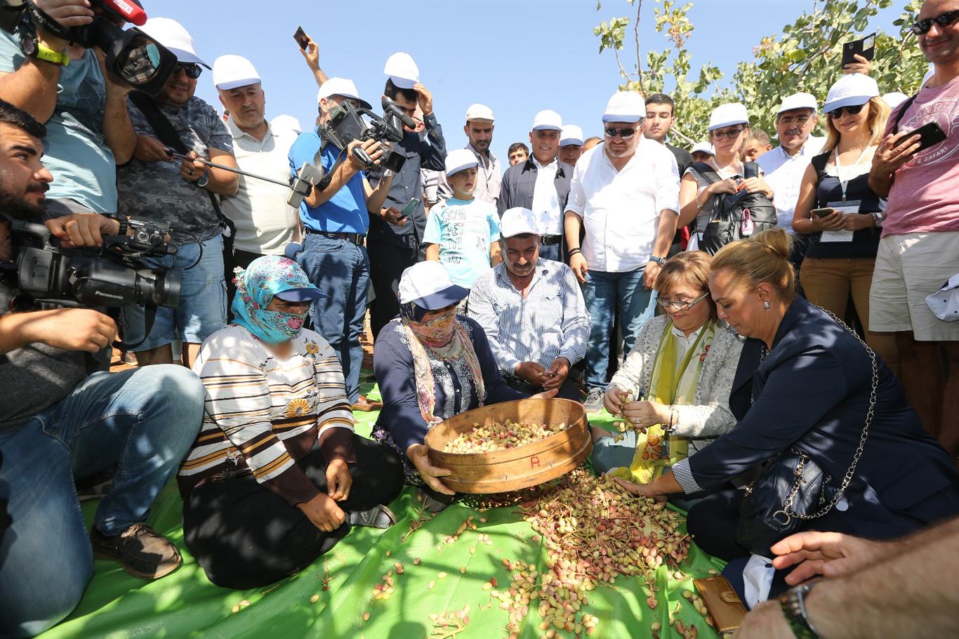 Antep fıstığı hasadı başladı Antep fıstığı hasadı başladı